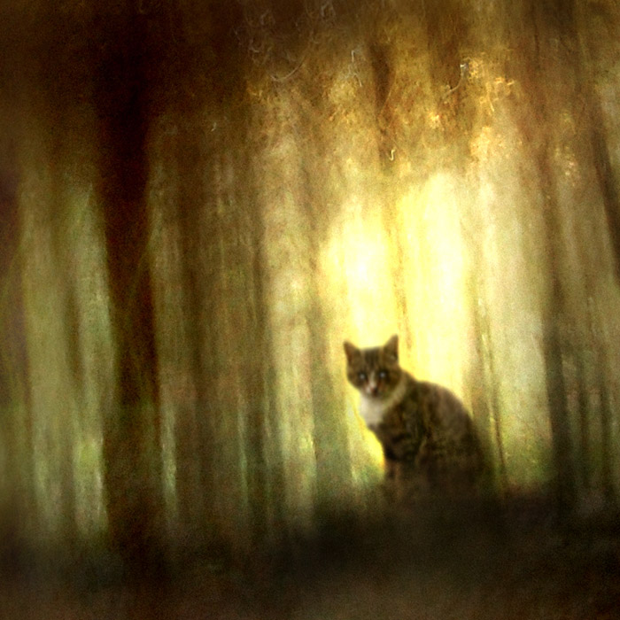 photo "***" tags: montage, 