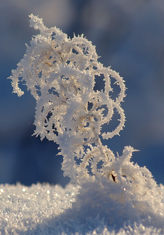 фото "Нежное творение Зимы" метки: природа, пейзаж, зима