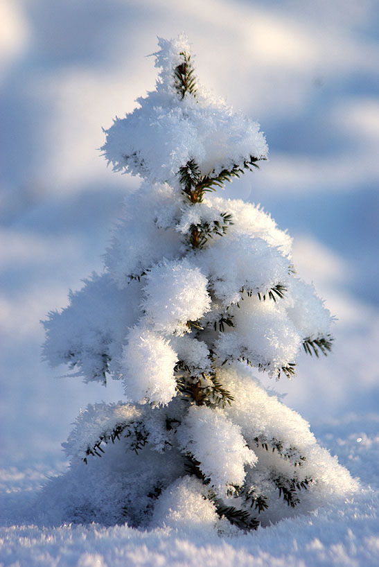 photo "***" tags: landscape, nature, winter