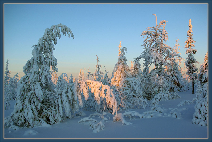 photo "***" tags: landscape, forest, winter