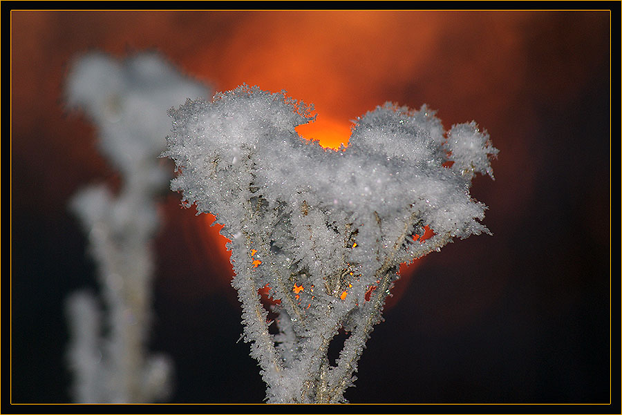 фото "Цветы Зимы" метки: пейзаж, природа, закат, цветы