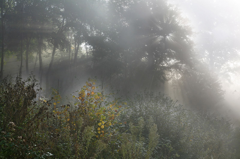 photo "Morning fairy tale" tags: landscape, forest