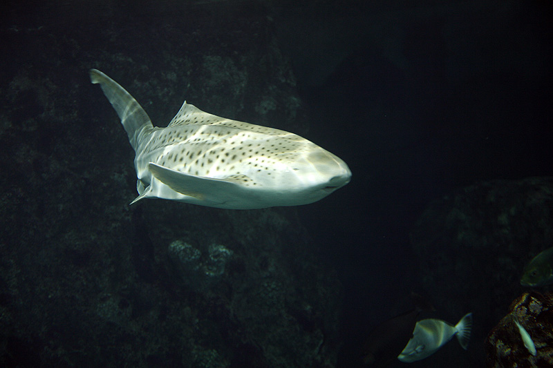 photo "Greeting in the cave" tags: underwater, 