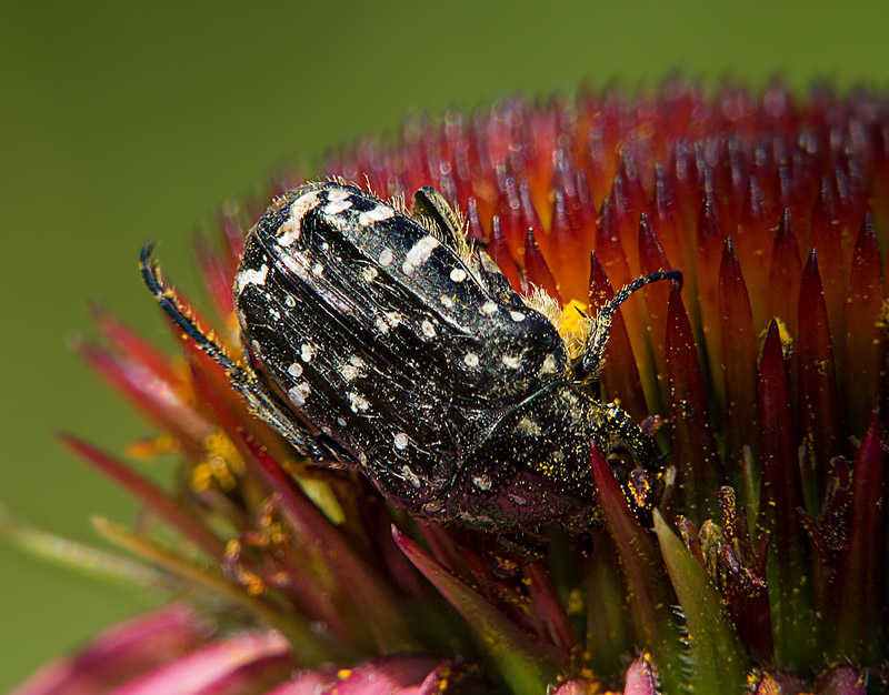 photo "***" tags: nature, macro and close-up, insect