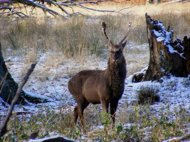 photo "Wildlife." tags: nature, wild animals