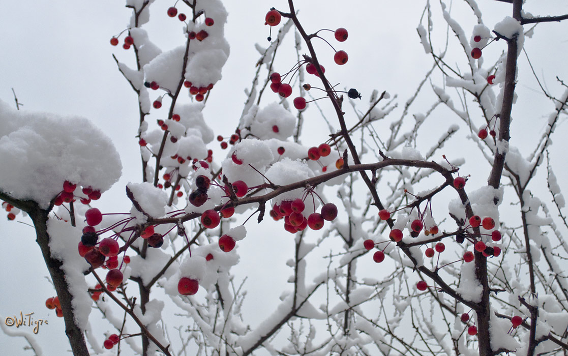 photo "Red on white or 3 years, I am here" tags: landscape, city, winter