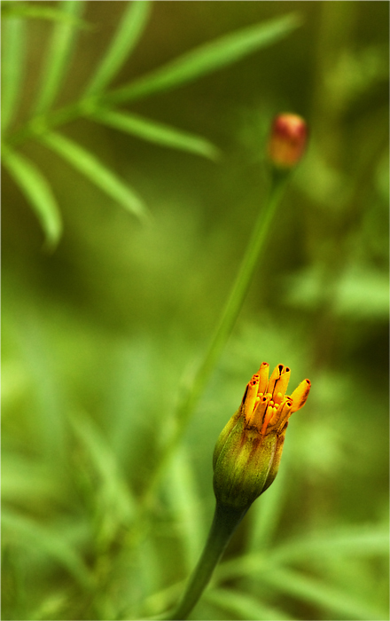 photo "***" tags: macro and close-up, 