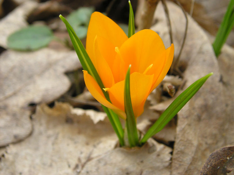 photo "Rising Force" tags: nature, macro and close-up, flowers