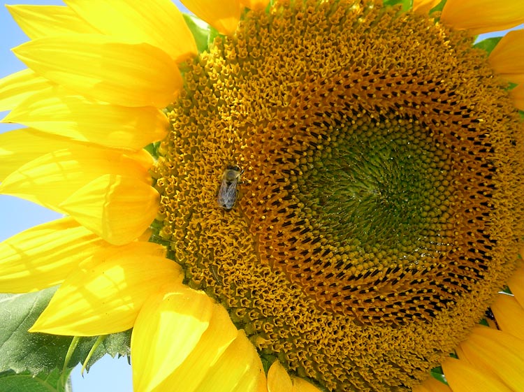 фото "Sunflower" метки: природа, 
