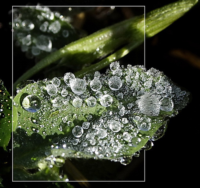 photo "***" tags: macro and close-up, 