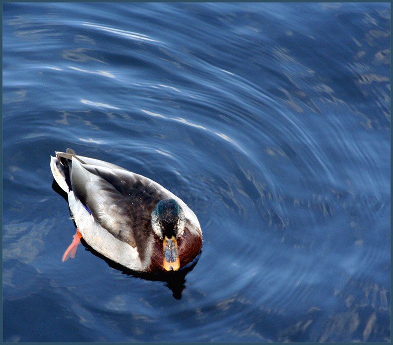 photo "Сleaving the water" tags: nature, pets/farm animals