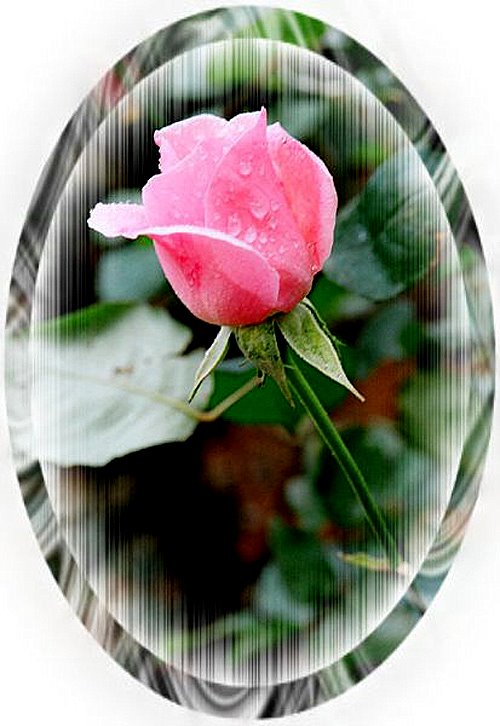 photo "***" tags: nature, flowers
