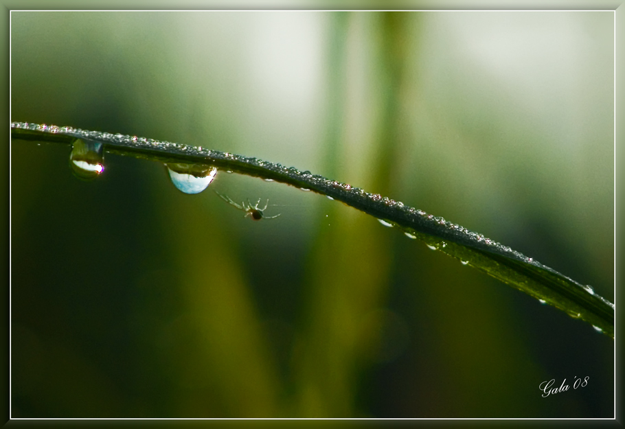 photo "In the beginning of day" tags: macro and close-up, nature, insect