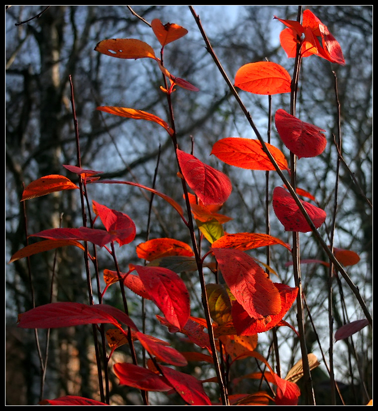 photo "Red autumn" tags: nature, flowers