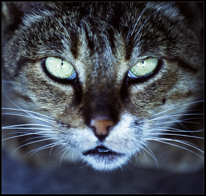 photo "Pantera" tags: nature, misc., pets/farm animals