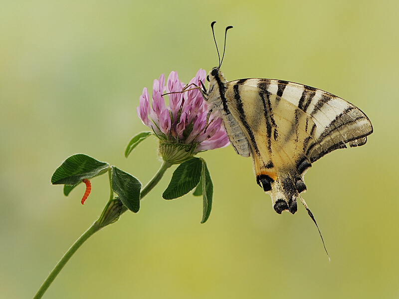 photo "Осенний подалирий" tags: macro and close-up, 