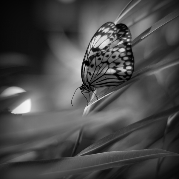 photo "***" tags: black&white, nature, insect