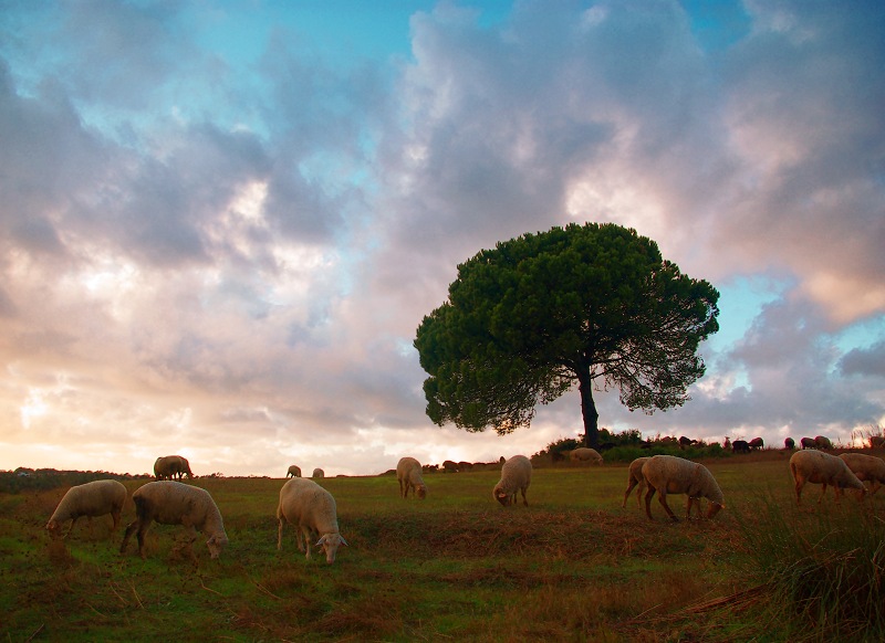 фото "...where sheep graze" метки: пейзаж, природа, домашние животные
