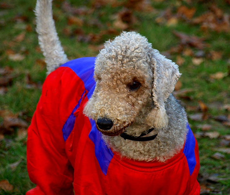 photo "Helenka" tags: portrait, nature, pets/farm animals