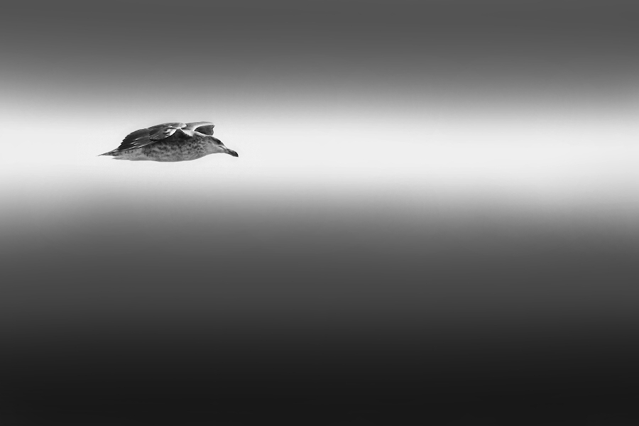 photo "seagull in foggy day" tags: landscape, nature, clouds, wild animals