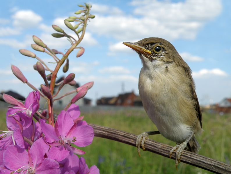 photo "Rural idyll" tags: nature, wild animals