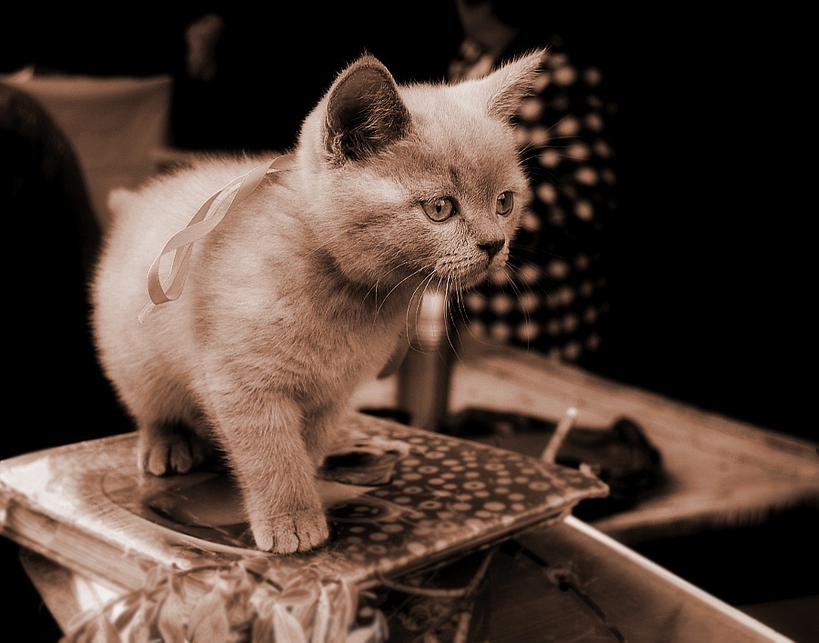 photo "***" tags: nature, pets/farm animals