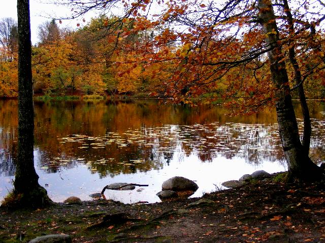 photo "Lake in the wood." tags: landscape, 
