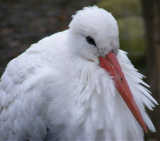 photo "Big bird." tags: nature, insect