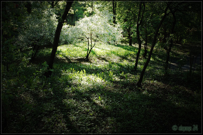 фото "green" метки: пейзаж, лес