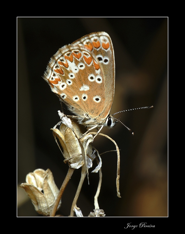 photo "Plebejus (Aricia) cramera (Eschscholtz, 1821)" tags: macro and close-up, nature, insect