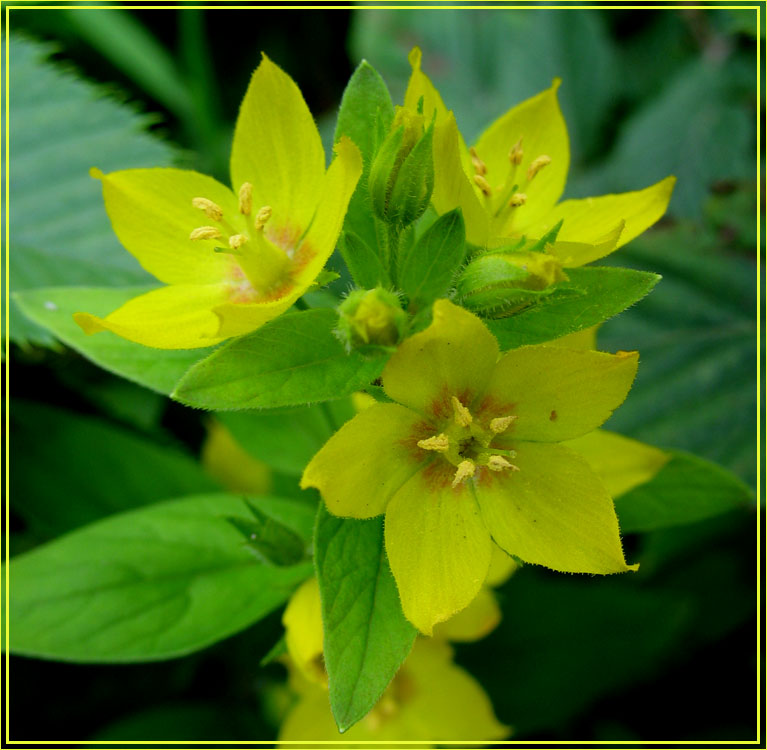 photo "yellow flowers" tags: nature, macro and close-up, flowers