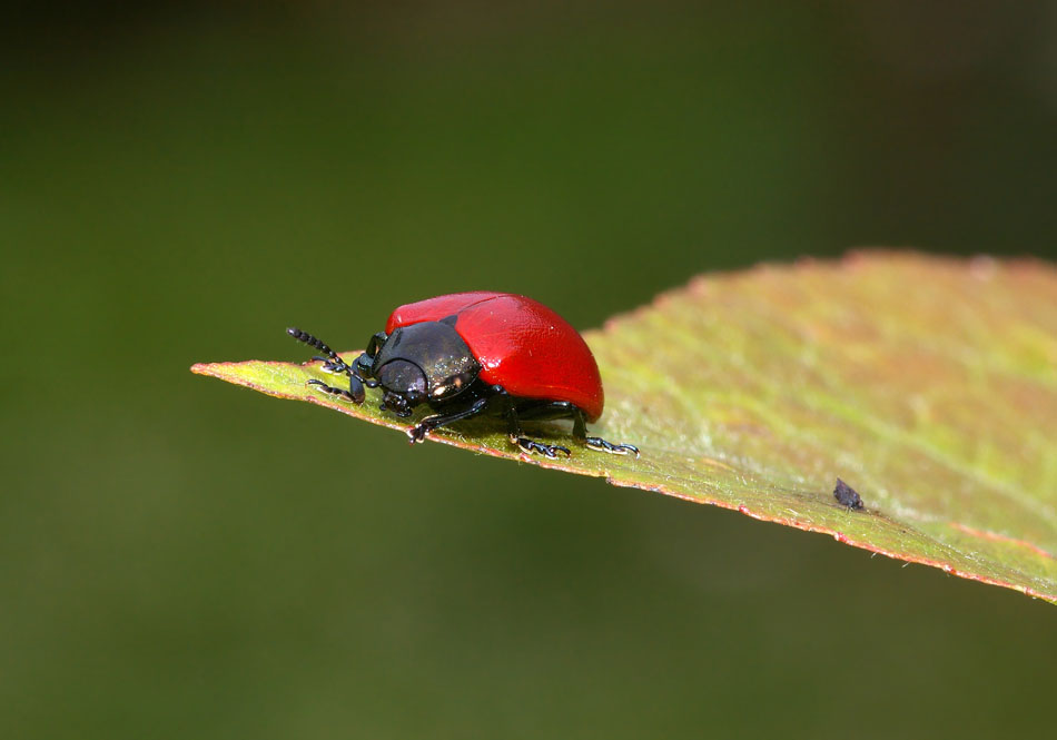 photo "." tags: macro and close-up, nature, insect
