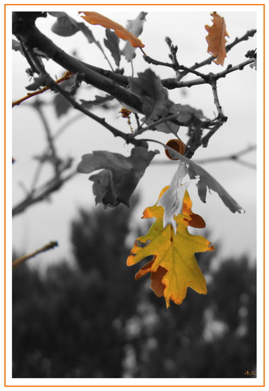 photo "***" tags: nature, 