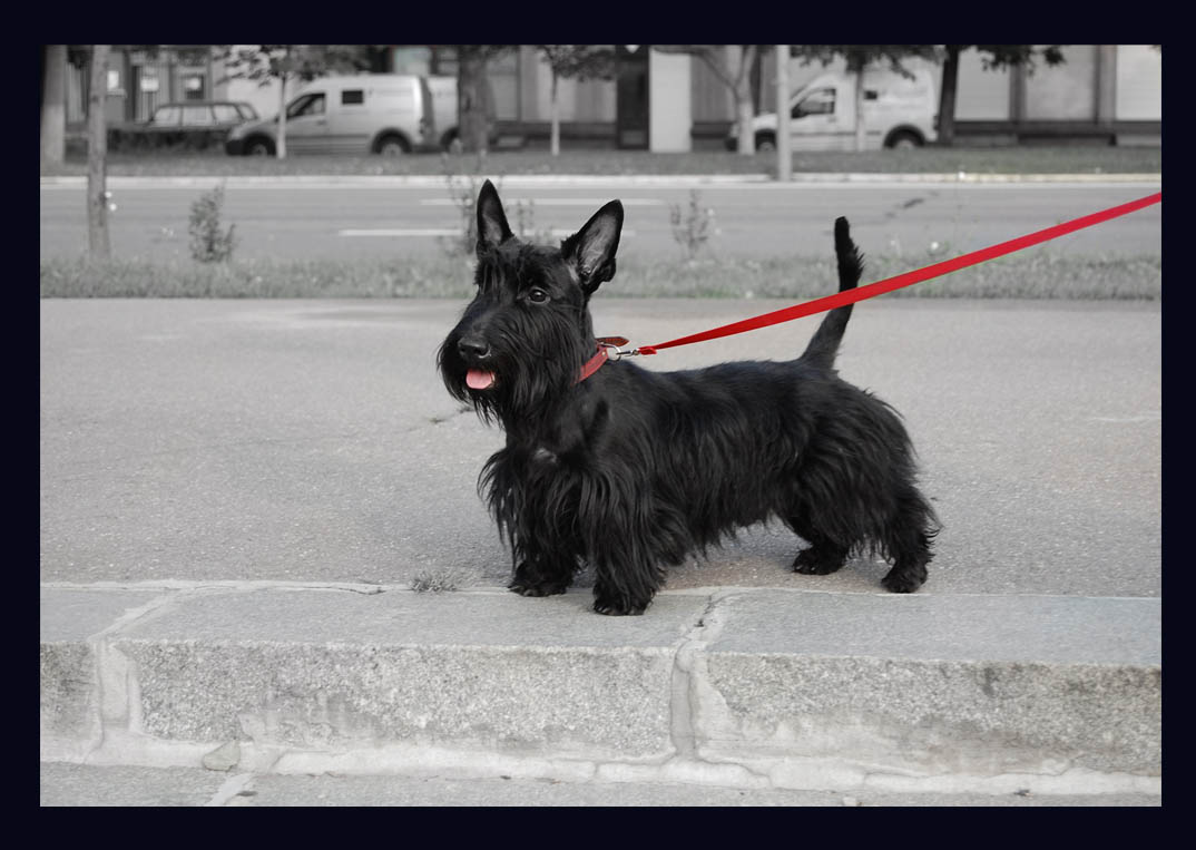 photo "My sweet doggy" tags: portrait, nature, pets/farm animals