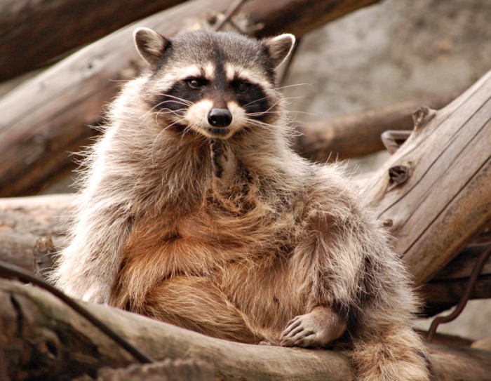 photo "***" tags: nature, wild animals