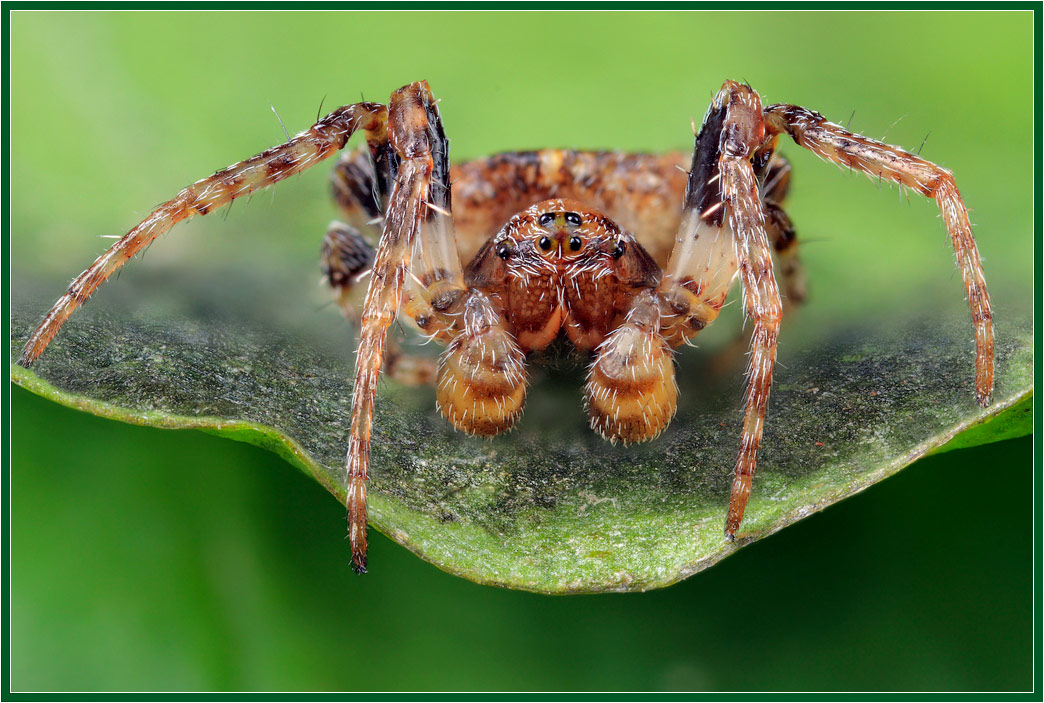 photo "Spider" tags: macro and close-up, nature, insect