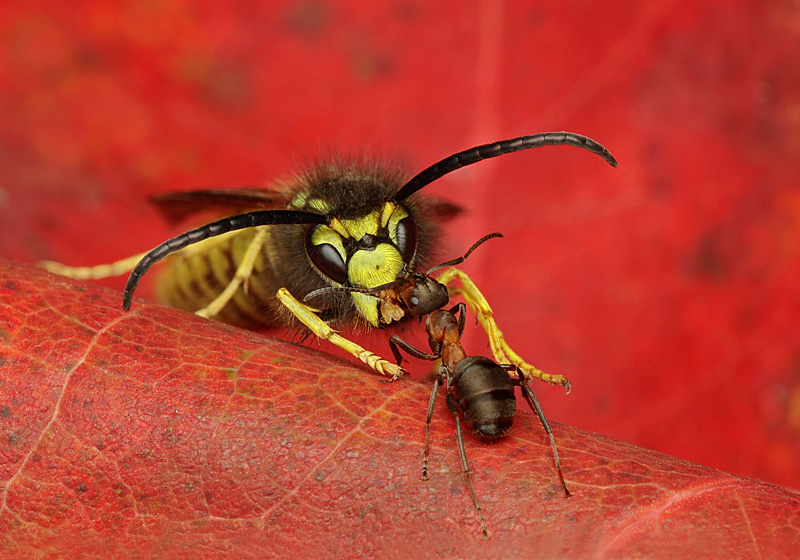 photo "Kiss" tags: macro and close-up, nature, insect