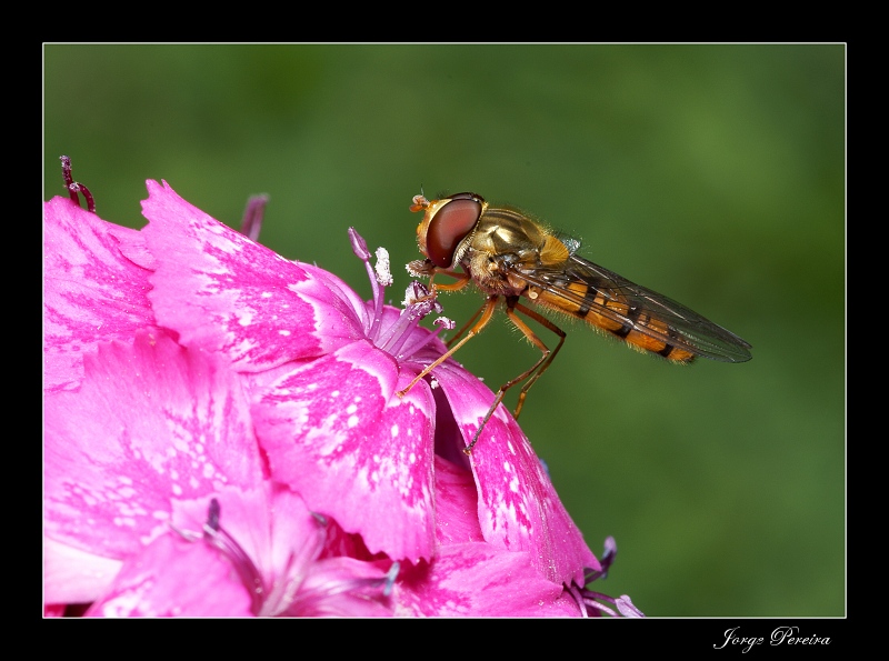 photo "Syrphidae" tags: macro and close-up, nature, insect