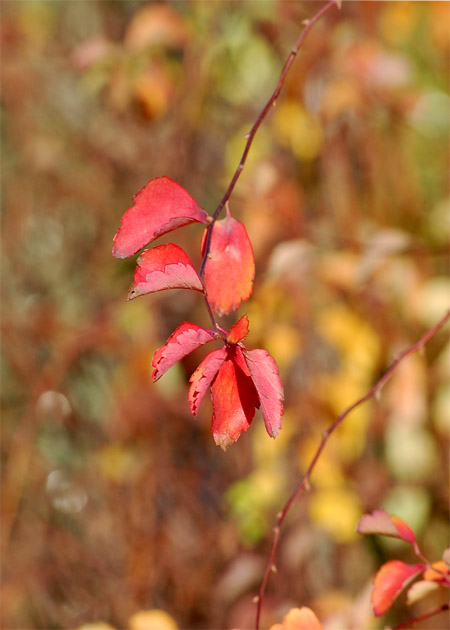 photo "***" tags: , 