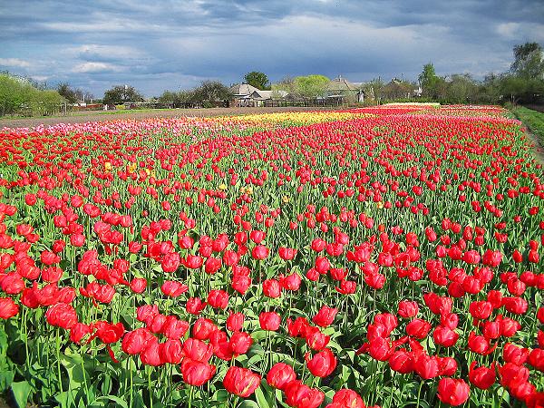 photo "***" tags: landscape, spring