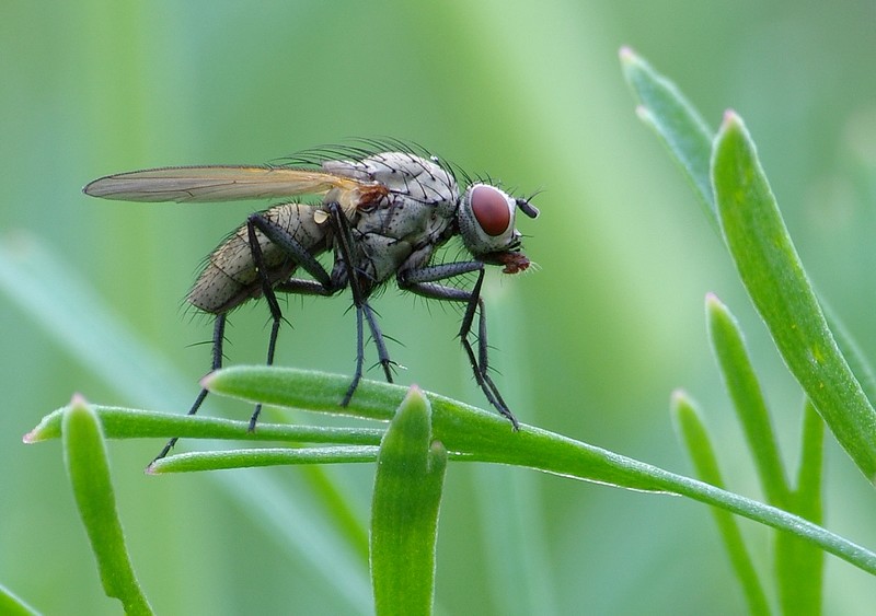 photo "Flie" tags: nature, insect