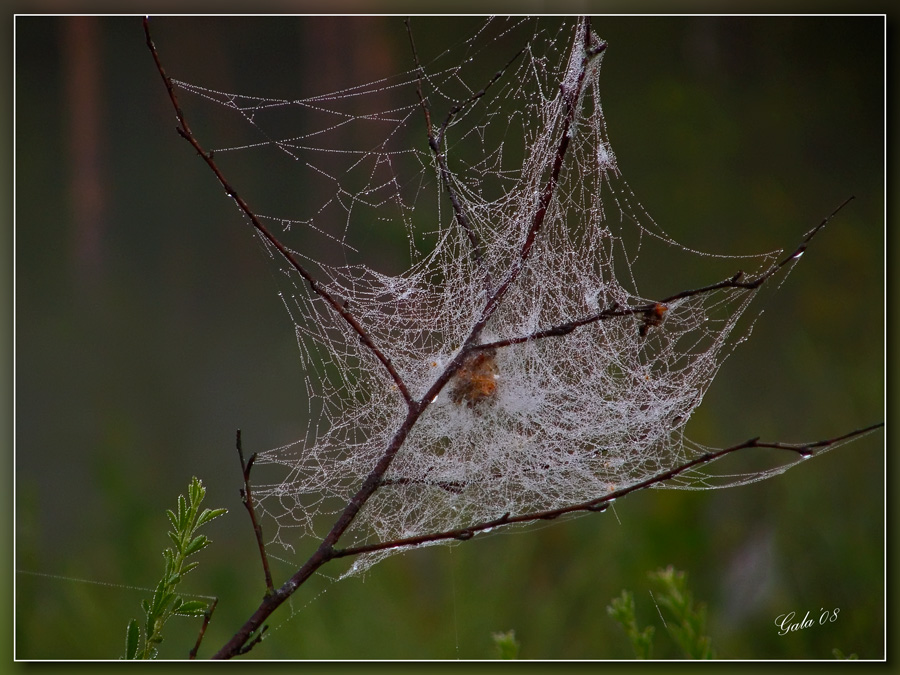 photo "The cocoon" tags: macro and close-up, nature, flowers