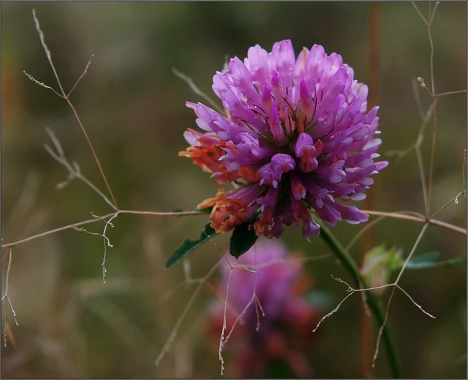 photo "Autumn clover" tags: macro and close-up, nature, flowers
