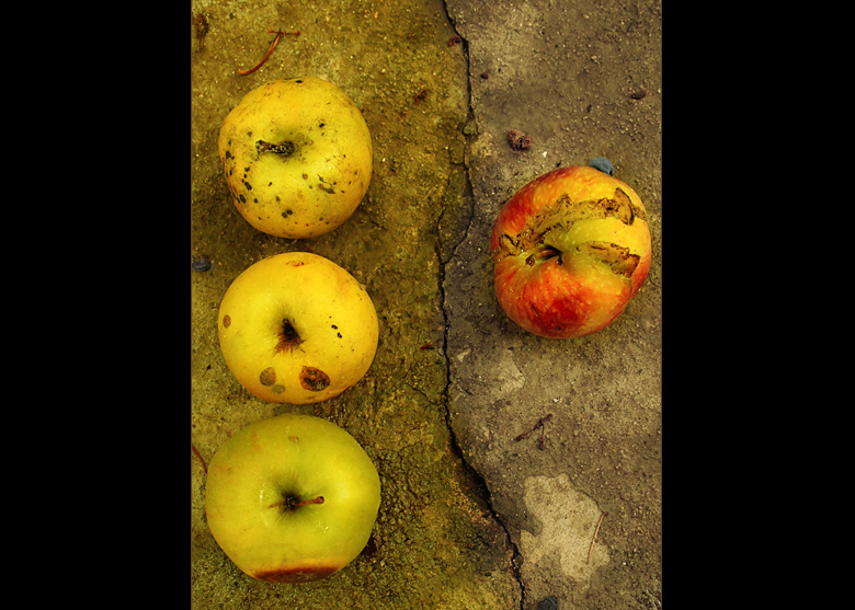 photo "3+1" tags: misc., 