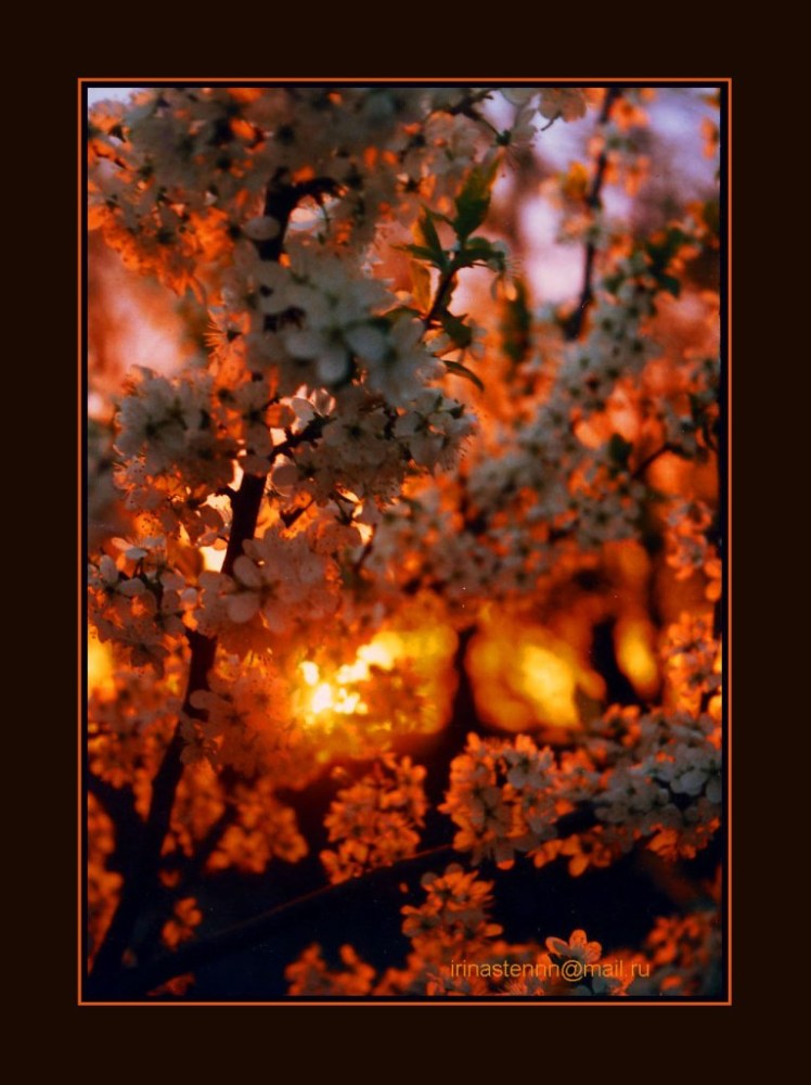 photo "***" tags: landscape, nature, flowers, sunset