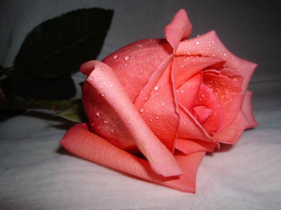 фото "rose" метки: природа, цветы