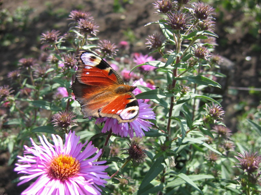 photo "***" tags: nature, insect