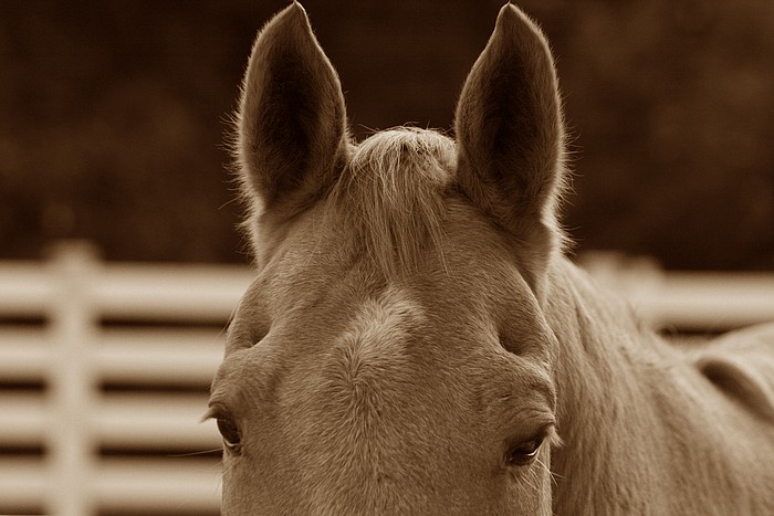 photo "***" tags: nature, genre, pets/farm animals