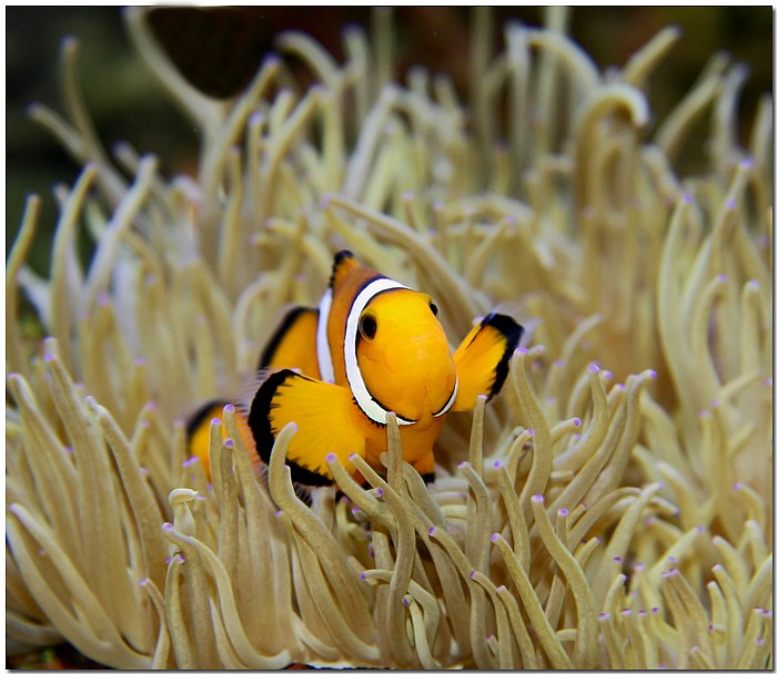 фото "Nemo" метки: природа, подводные, дикие животные