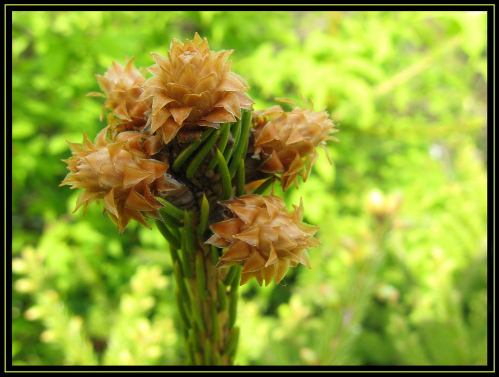 photo "***" tags: landscape, macro and close-up, forest